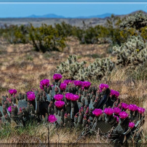 Joshua Tree's Beauty!  - Picture 12 of 16